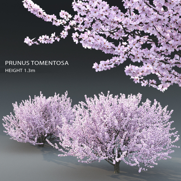 Cherry flowering Pack 01