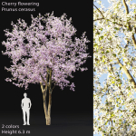 Cherry flowering Pack 01