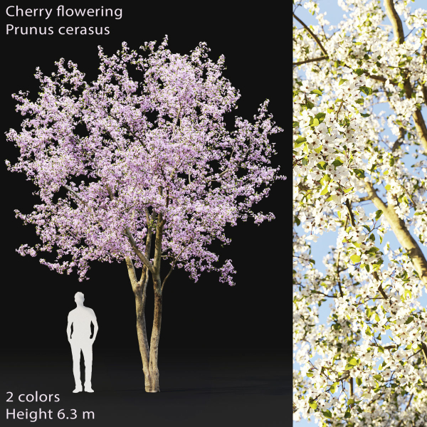 Cherry flowering Pack 01