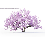 Cherry flowering Pack 01
