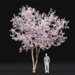 Cherry flowering Pack 01