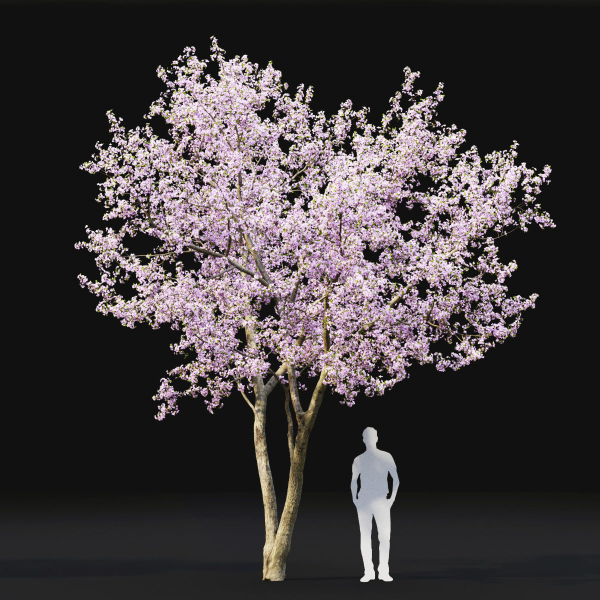 Cherry flowering Pack 01