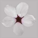 Cherry flowering Pack 01