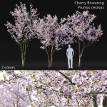 Cherry flowering Pack 01