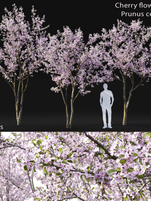 cherry-flowering-pack-01-3d-model-2d31d08f63