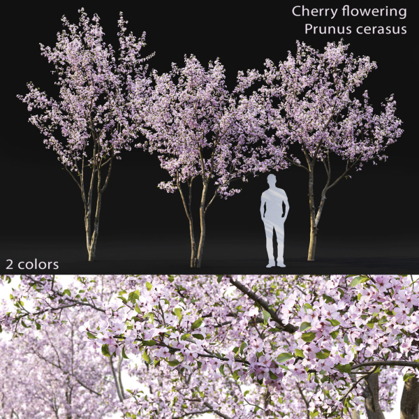 Cherry flowering Pack 01