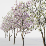 Cherry flowering Pack 01