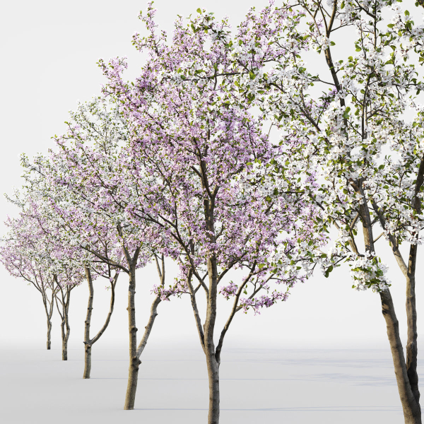 Cherry flowering Pack 01