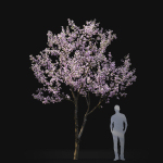 Cherry flowering Pack 01