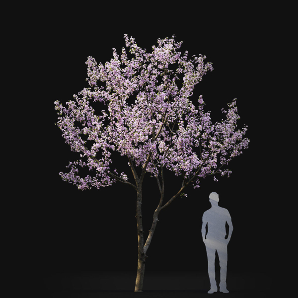 Cherry flowering Pack 01