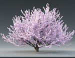 Cherry flowering Pack 01