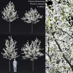 Cherry flowering Pack 01