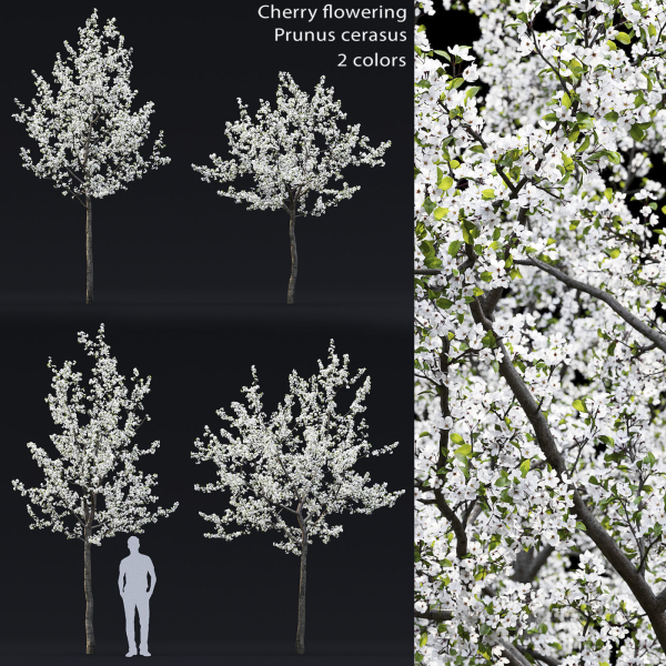 Cherry flowering Pack 01