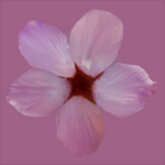 Cherry flowering Pack 01