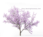 Cherry flowering Pack 01