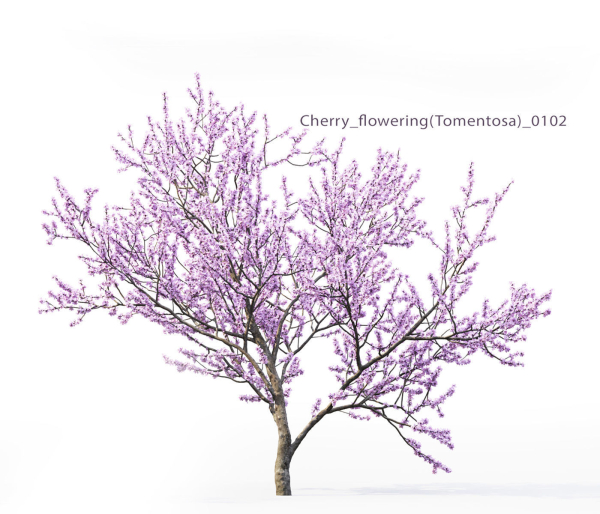 Cherry flowering Pack 01