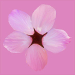 Cherry flowering Pack 01
