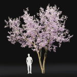 Cherry flowering Pack 01