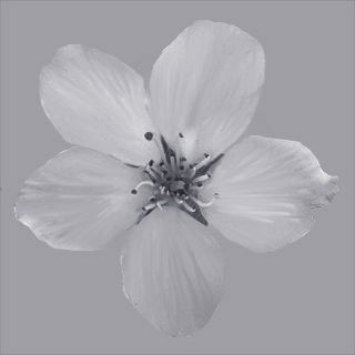 Cherry flowering Pack 01