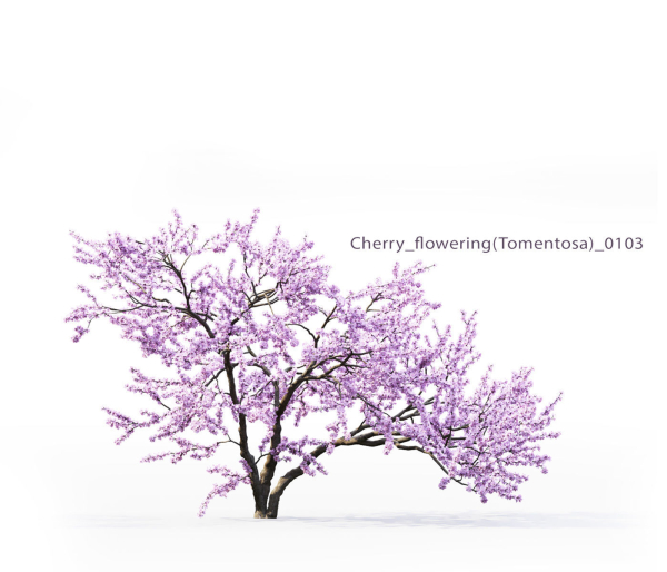 Cherry flowering Pack 01
