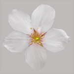 Cherry flowering Pack 01