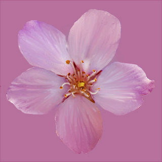 Cherry flowering Pack 01