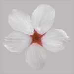 Cherry flowering Pack 01