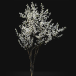 Cherry flowering Pack 01