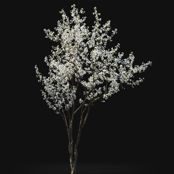 Cherry flowering Pack 01