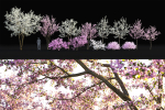 Cherry flowering Pack 01