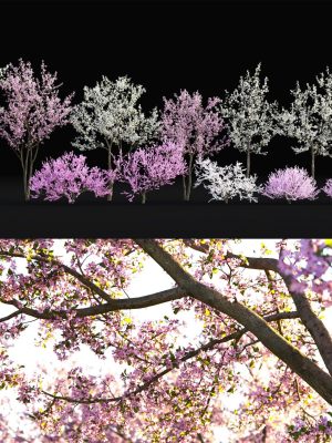 Cherry flowering Pack 01