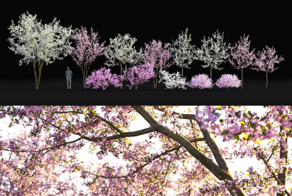 Cherry flowering Pack 01