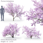 Cherry flowering Pack 01