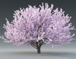 Cherry flowering Pack 01