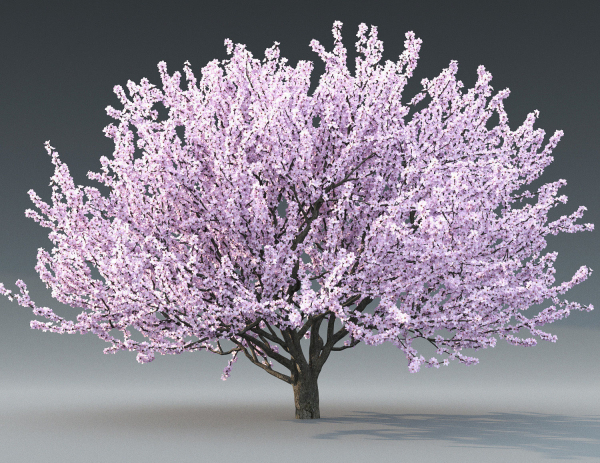 Cherry flowering Pack 01