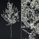 Cherry flowering Pack 01