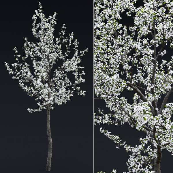Cherry flowering Pack 01