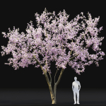 Cherry flowering Pack 01