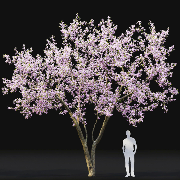 Cherry flowering Pack 01