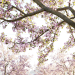 Cherry flowering Pack 01