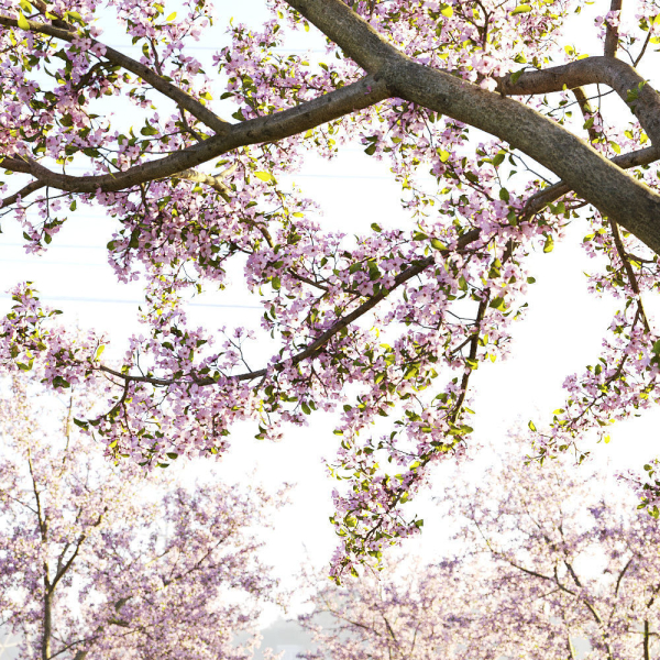 Cherry flowering Pack 01