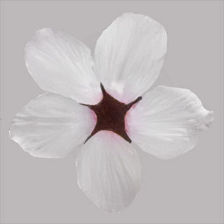 Cherry flowering Pack 01