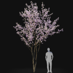 Cherry flowering Pack 01