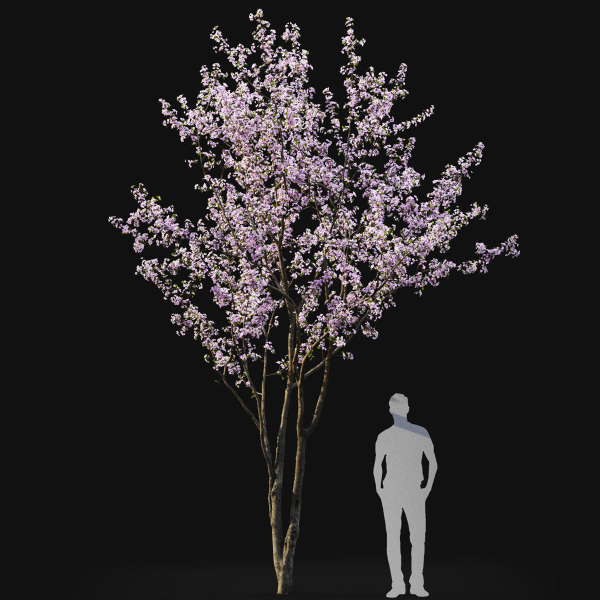 Cherry flowering Pack 01