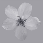 Cherry flowering Pack 01