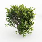 Cherry Laurel