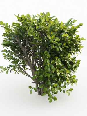 cherry-laurel-3d-model-max-obj-fbx