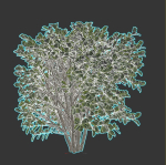 Cherry Laurel