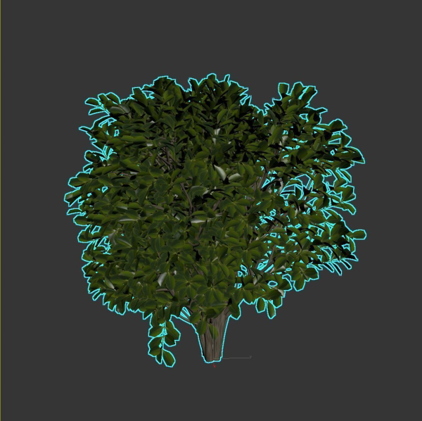Cherry Laurel