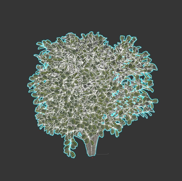 Cherry Laurel